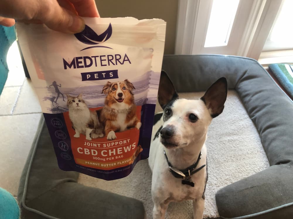 Medterra CBD for pets chew format with dog