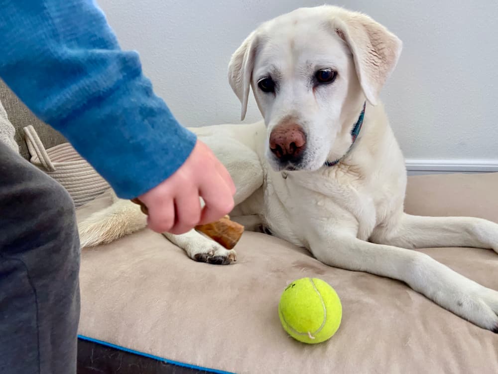 Eva the Yellow Lab is ready to try a Zesty Paws dental bone