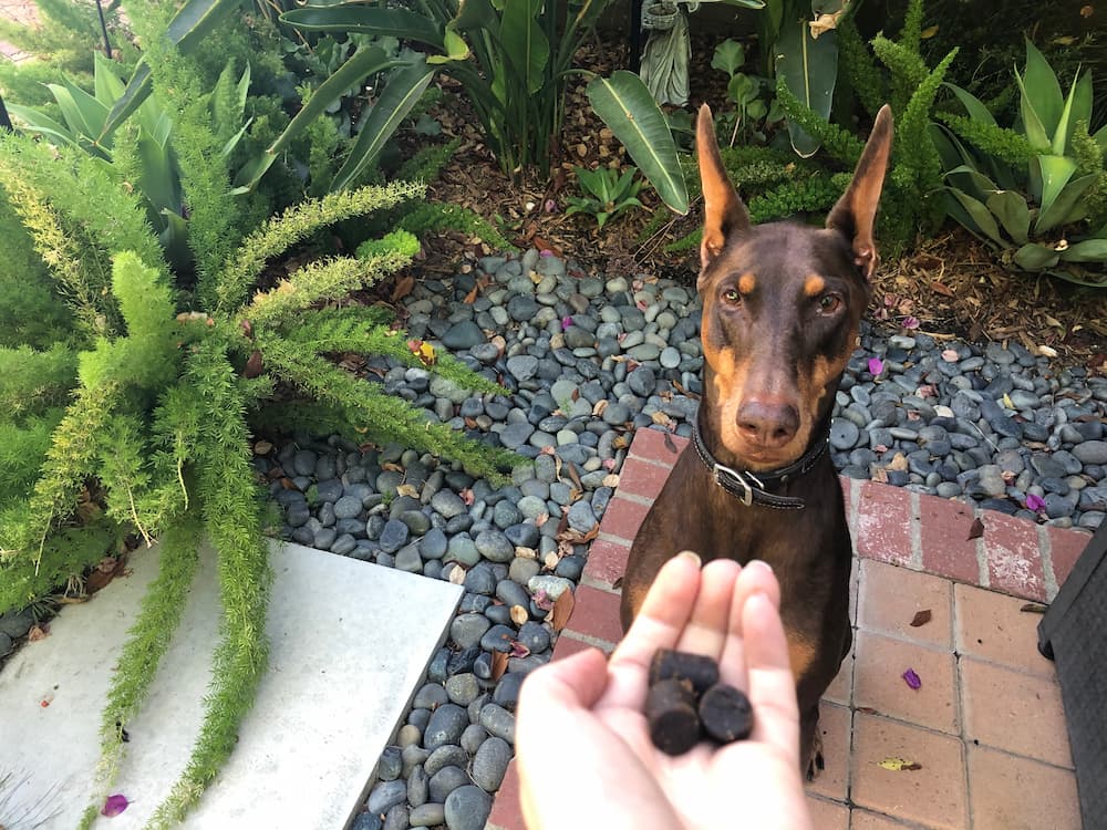 Dog sitting waiting for Medterra CBD chews