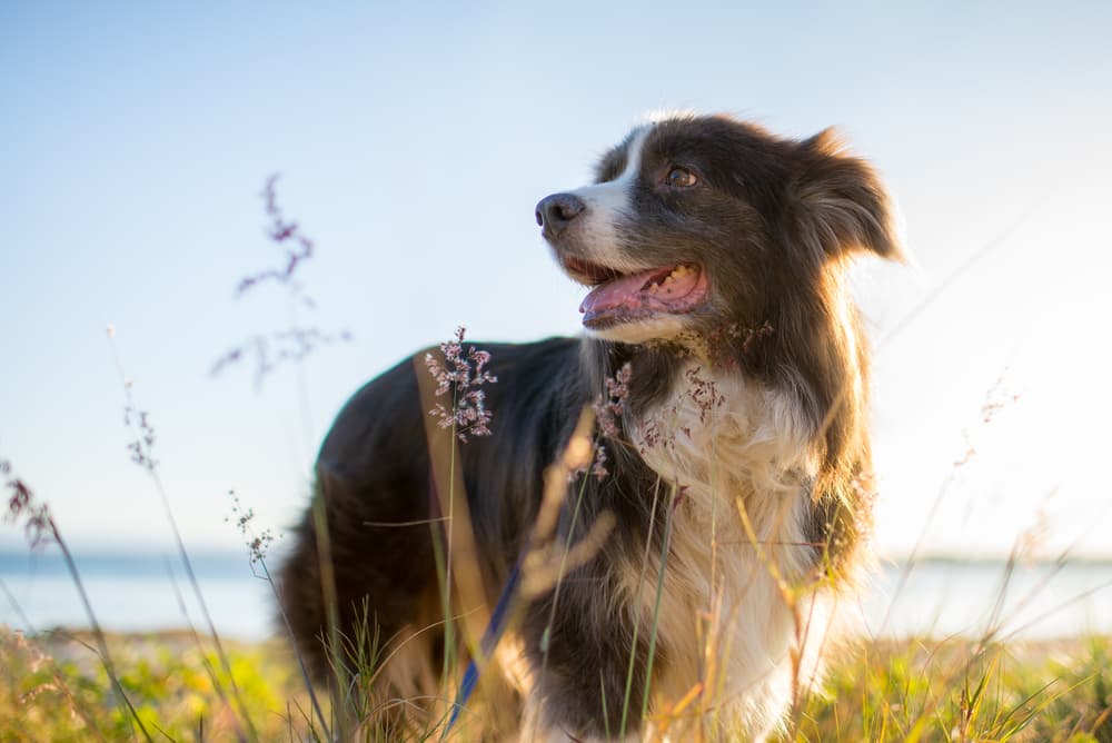 11 Immunity Dog Supplements with Real Boosting Power