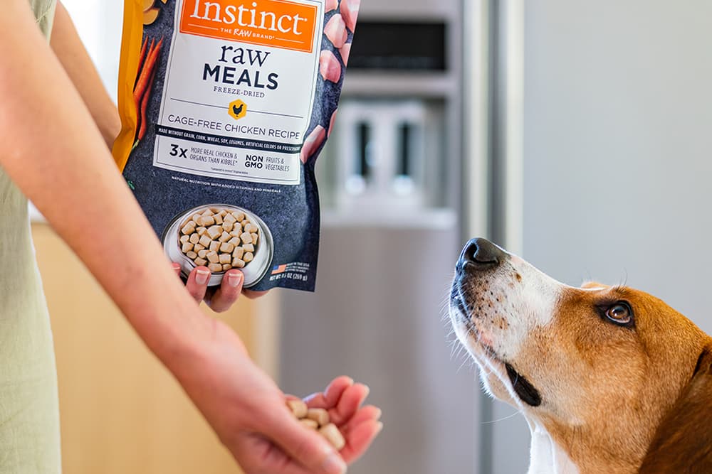 Dog being fed Instinct Raw Meal