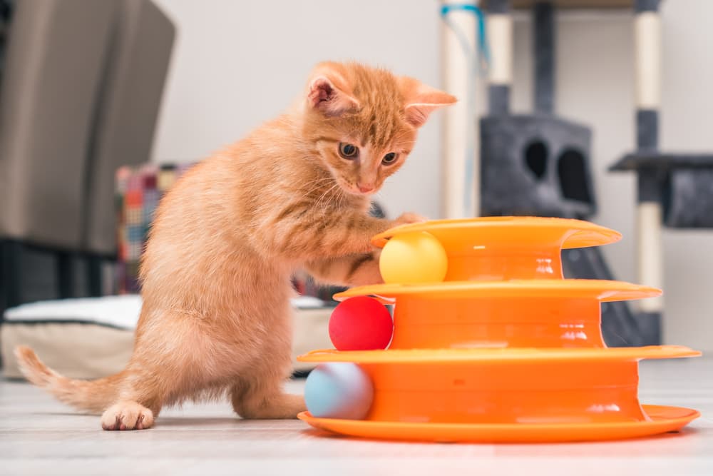 best kitten toys