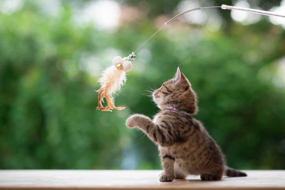 10 Best Kitten Toys of 2024