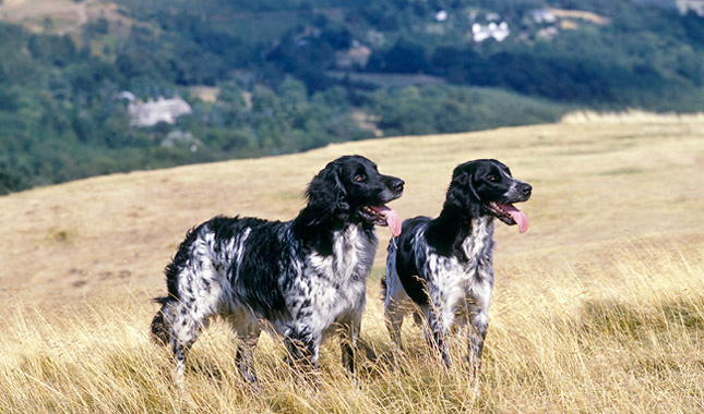 Large Munsterlander