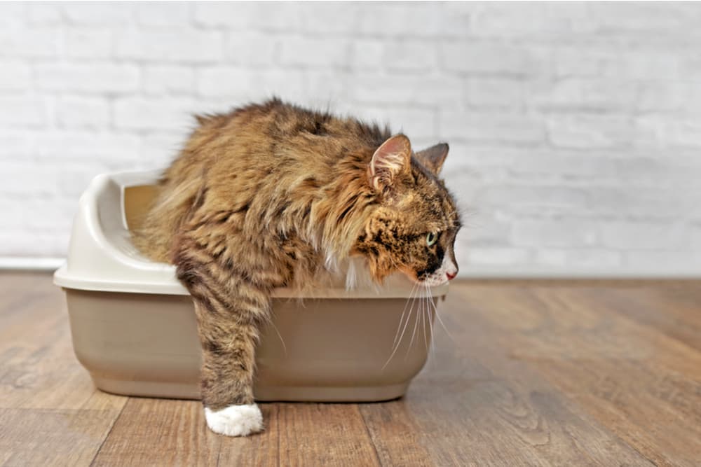 Cat leaving lightweight cat litter box