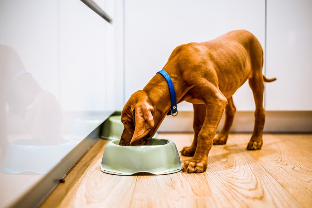 Dog happily eating in the kitchen