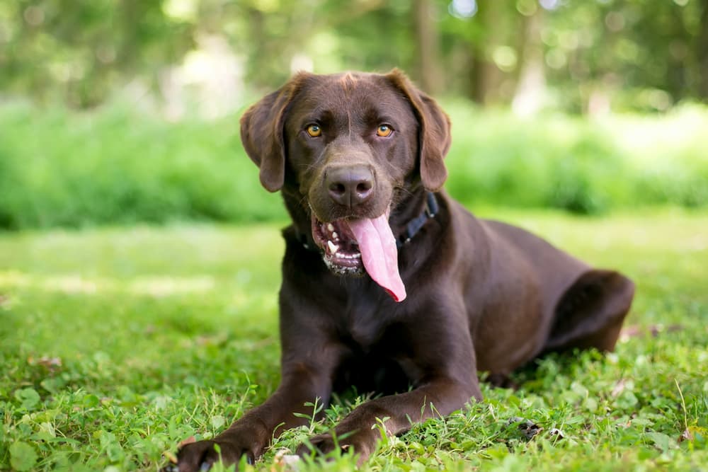 Happy dog waiting to eat food