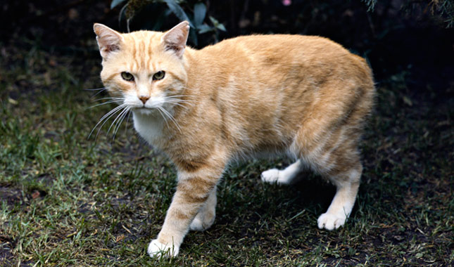 Manx cat