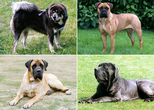 No. 1: Mastiff