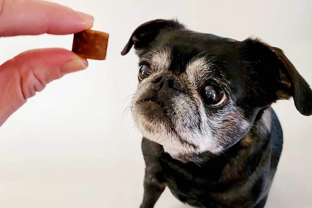 Millie tries a Snubbies supplement