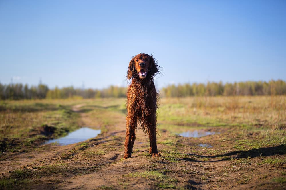 Dog standing out in the forest