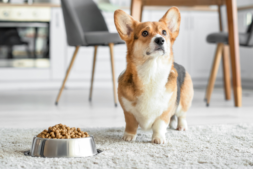 Corgi dog with a bowl of dog food 