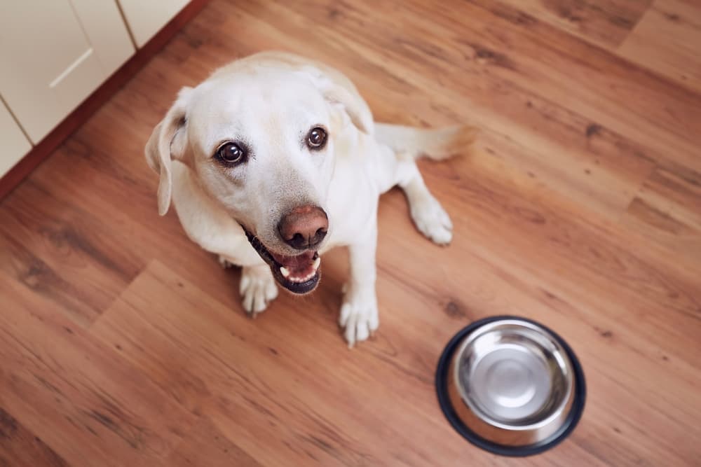 Dog looking up next to empty bowl