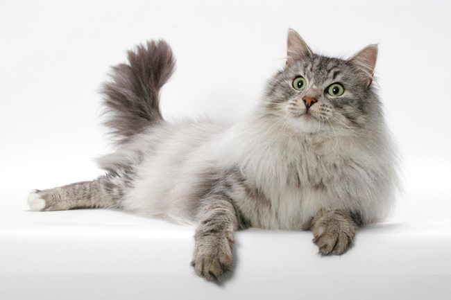 Norwegian Forest Cat