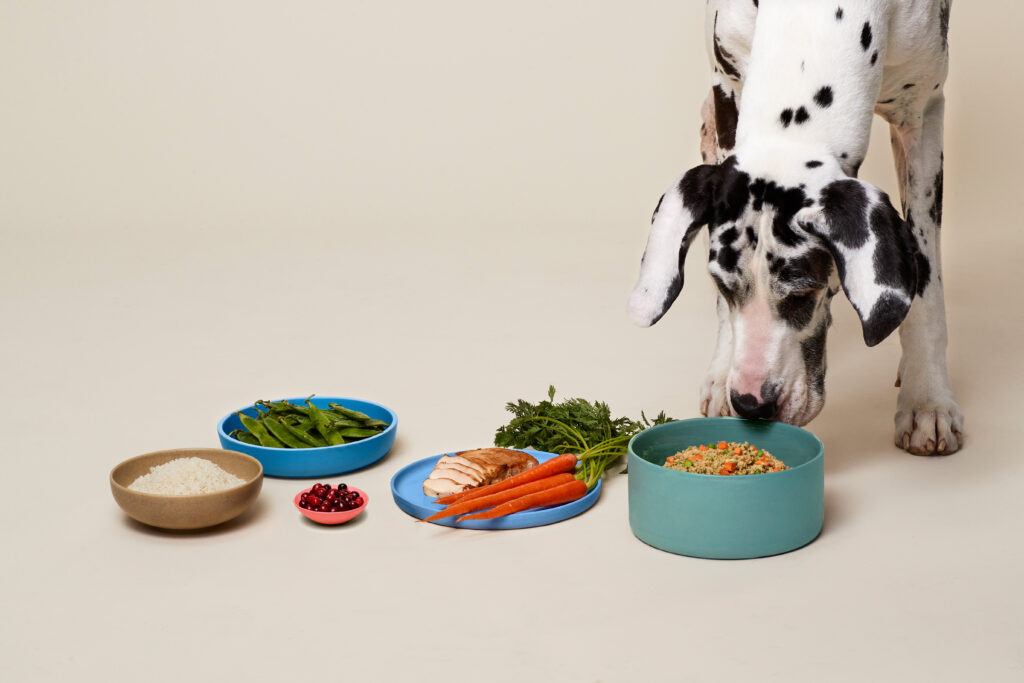 Dog hovers over food selections