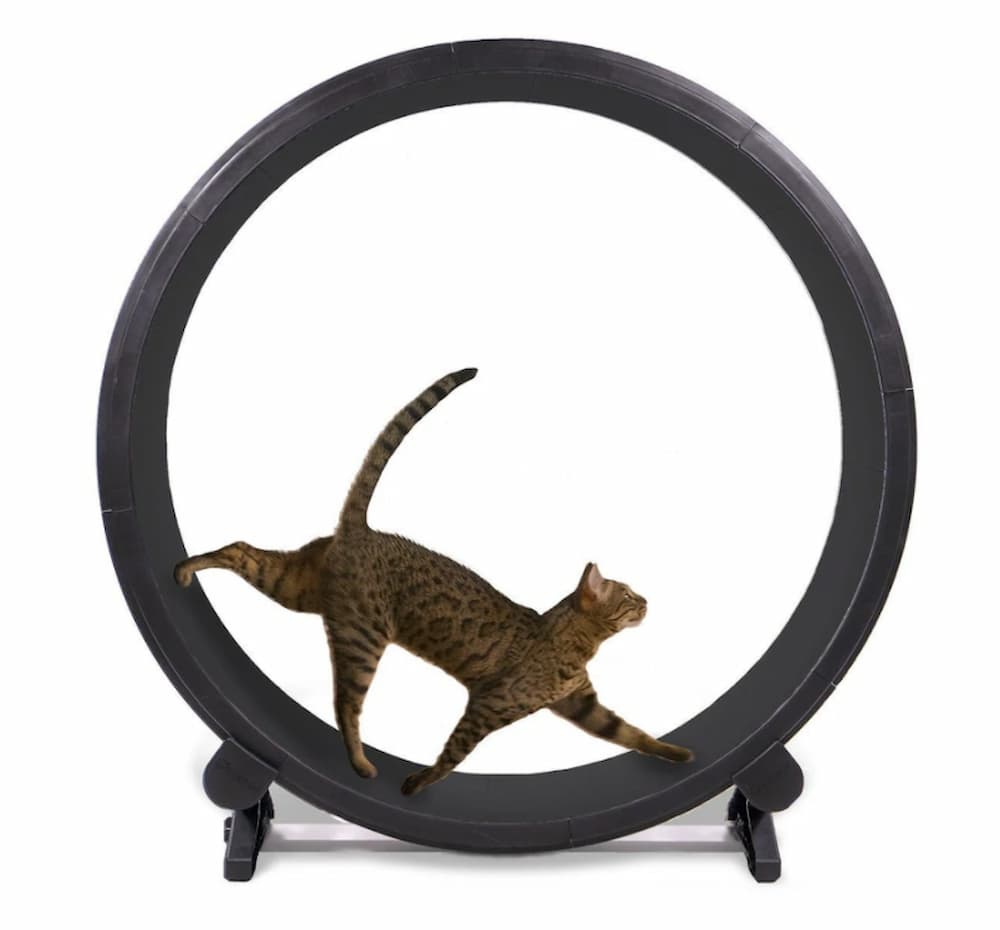 One fast cat exercise wheel