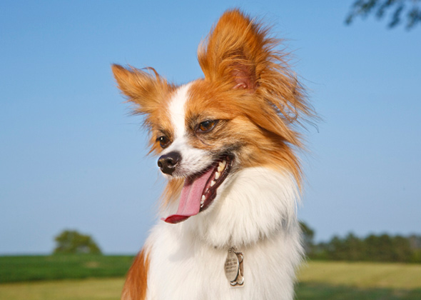 5 Small Dog Breeds This Vet Would Like to See More Of