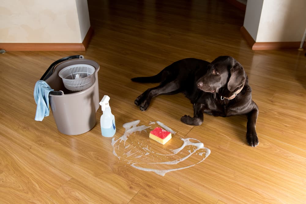 Dog laying next to floor cleaner and sponge