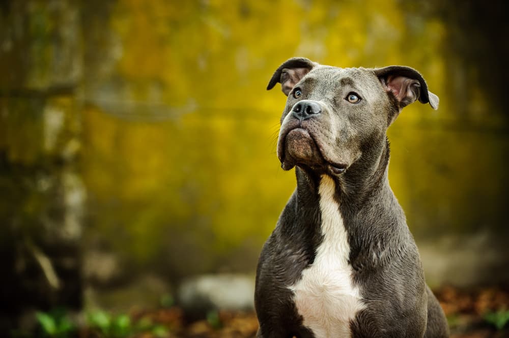 11 Best Dog Foods for Pit Bulls in 2025