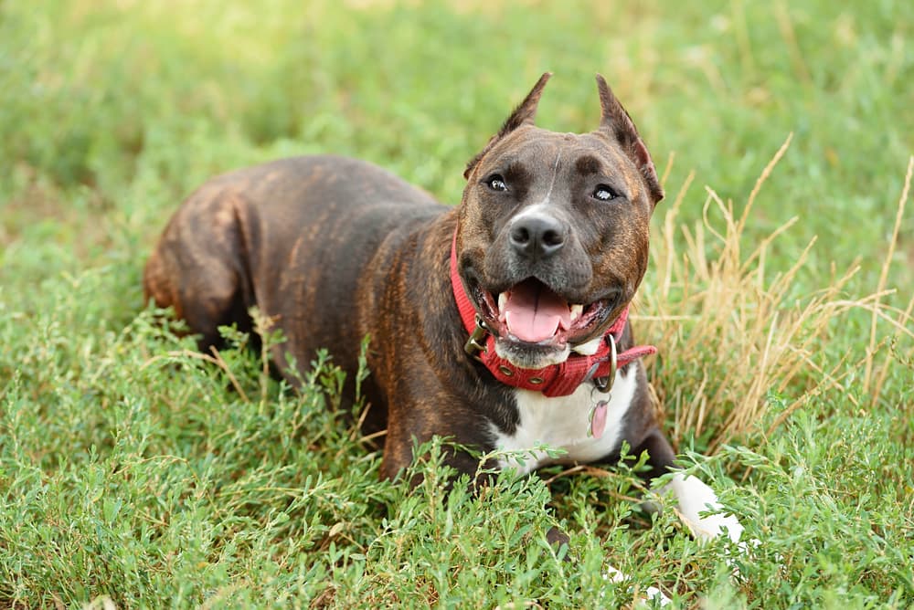 Pit bull laying in the grass