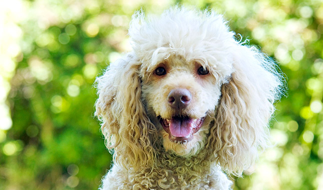 Poodle Dog Breed