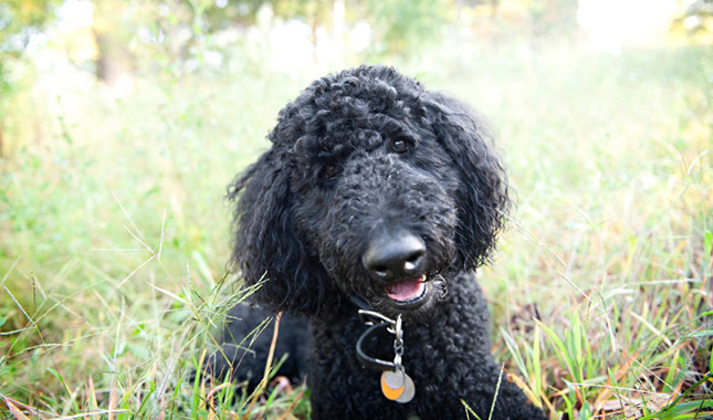 Black Standard Poodle in Grass