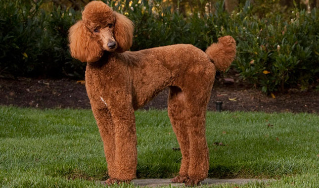 Apricot Poodle in Grass