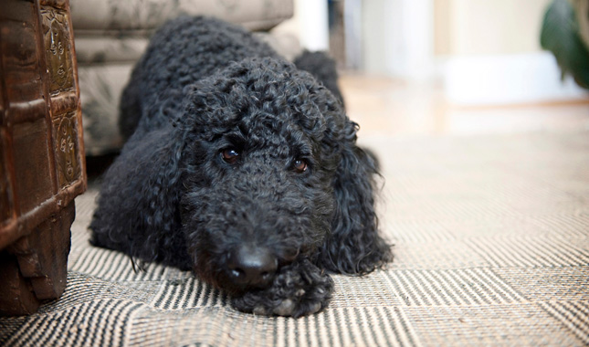 Poodle Laying on Carpet