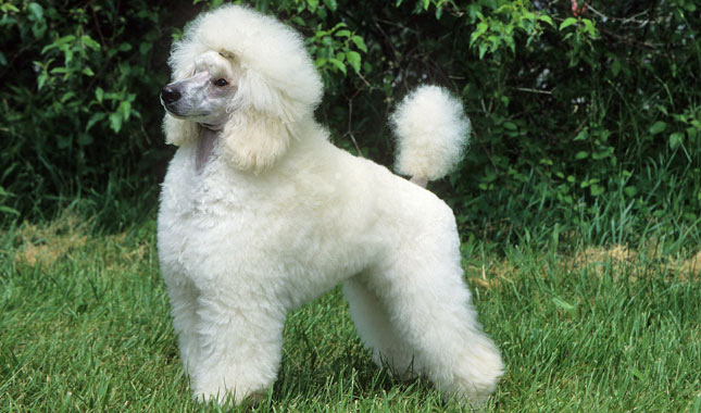 Poodle - Miniature Dog Breed