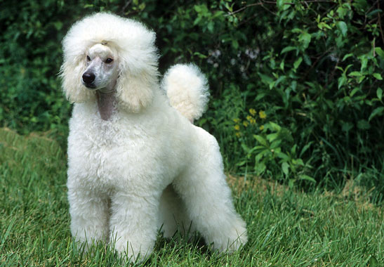 Poodle - Miniature Dog Breed