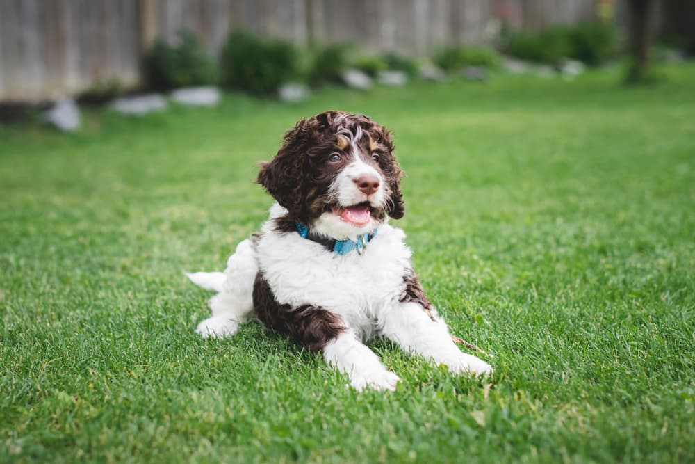 Happy dog laying in the garden