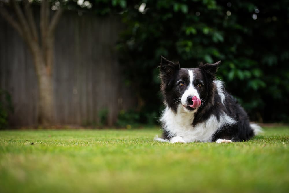 7 Best Portable Dog Fences for Keeping Canines Secure