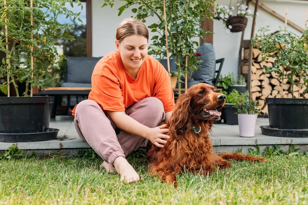 Dog in the yard with owner