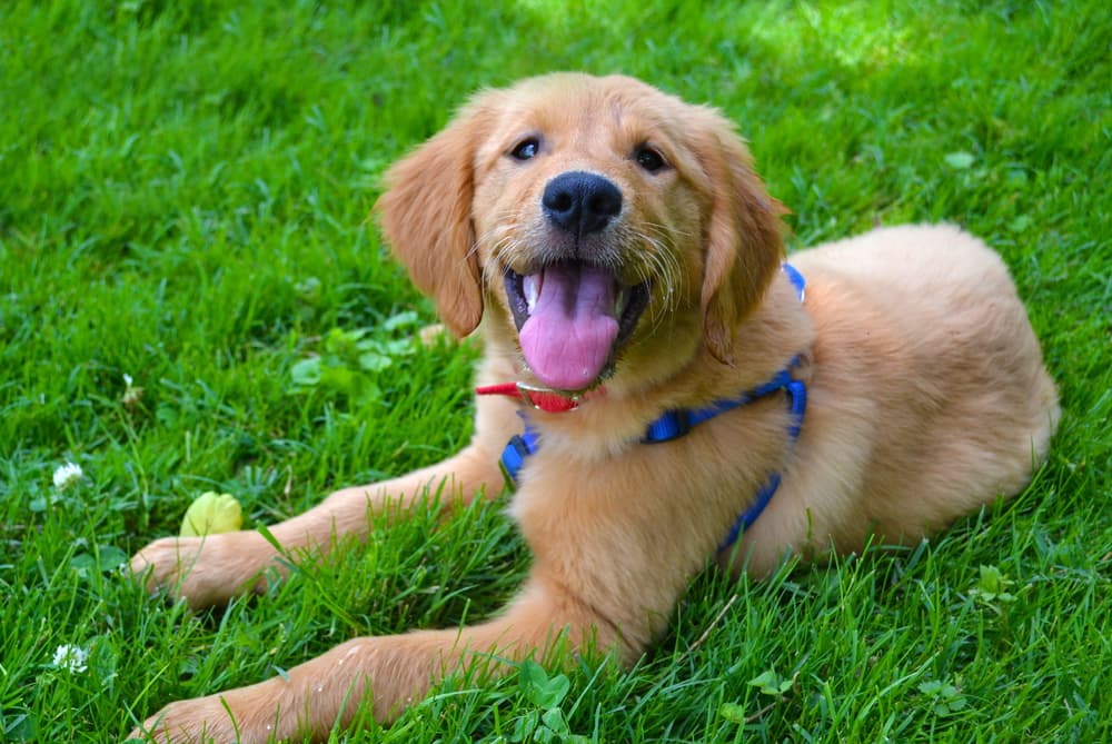 Happy dog laying in the yard