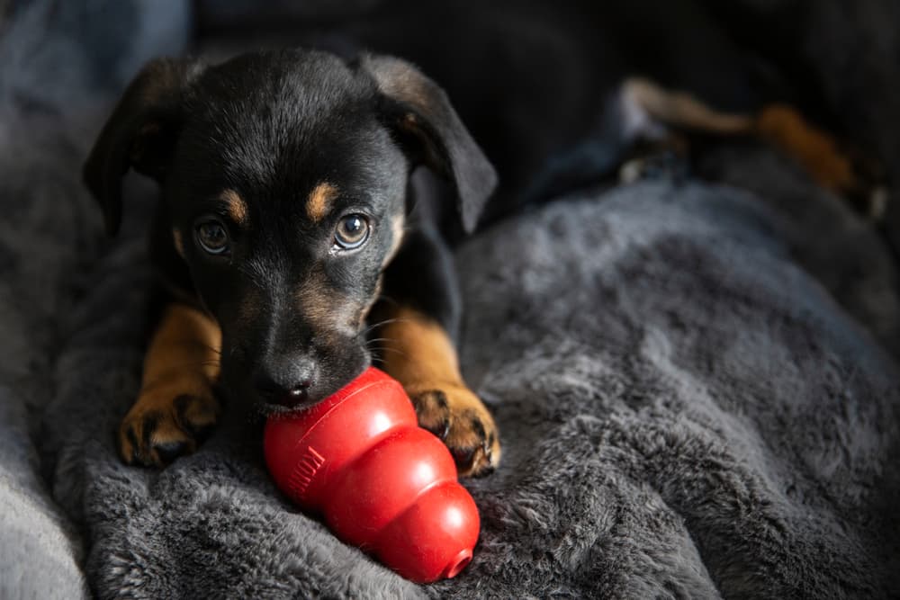 8 Best Puppy Chew Toys for Teething and Gnawing