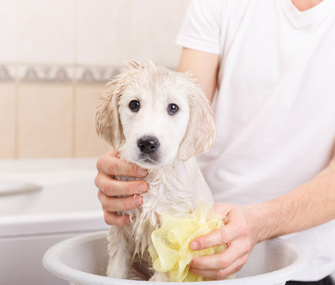 Puppy getting bath