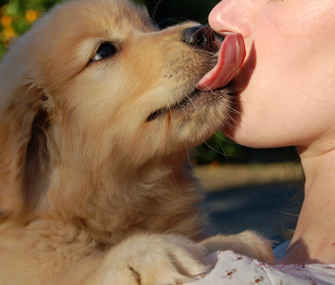 Why Does My Dog... Always Lick Me?