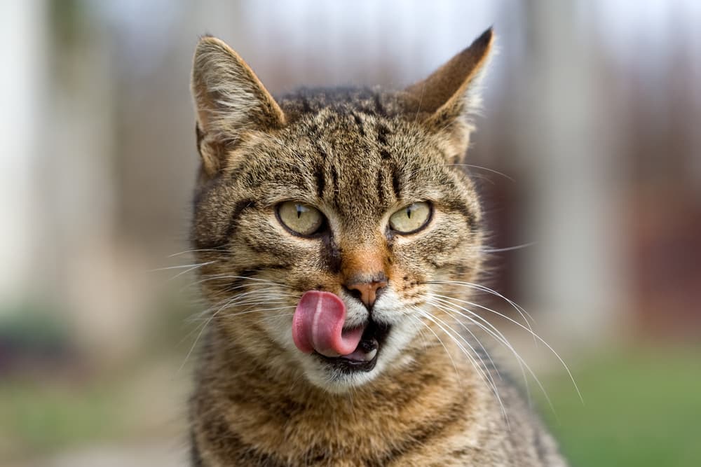 Raw Cat Food: 7 Top Picks for Your Hungry Carnivore