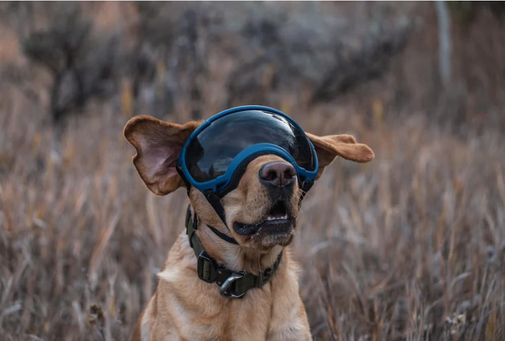 Rex Specs Dog Goggles