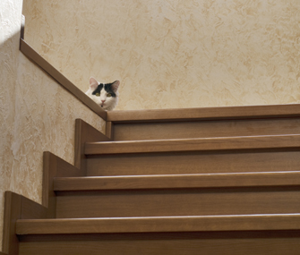 Cat hiding behind stairs