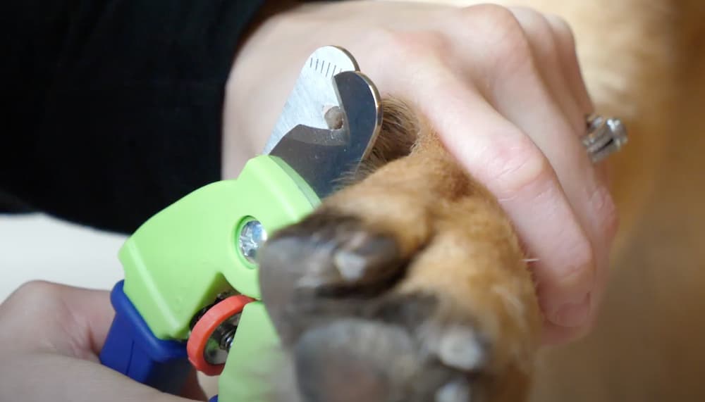 Woman using Zen Clipper precise