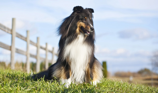 Shetland Sheepdog