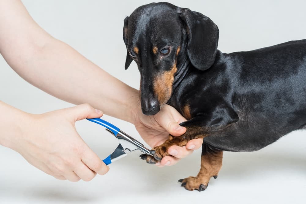 Dachshund getting nails trimmed