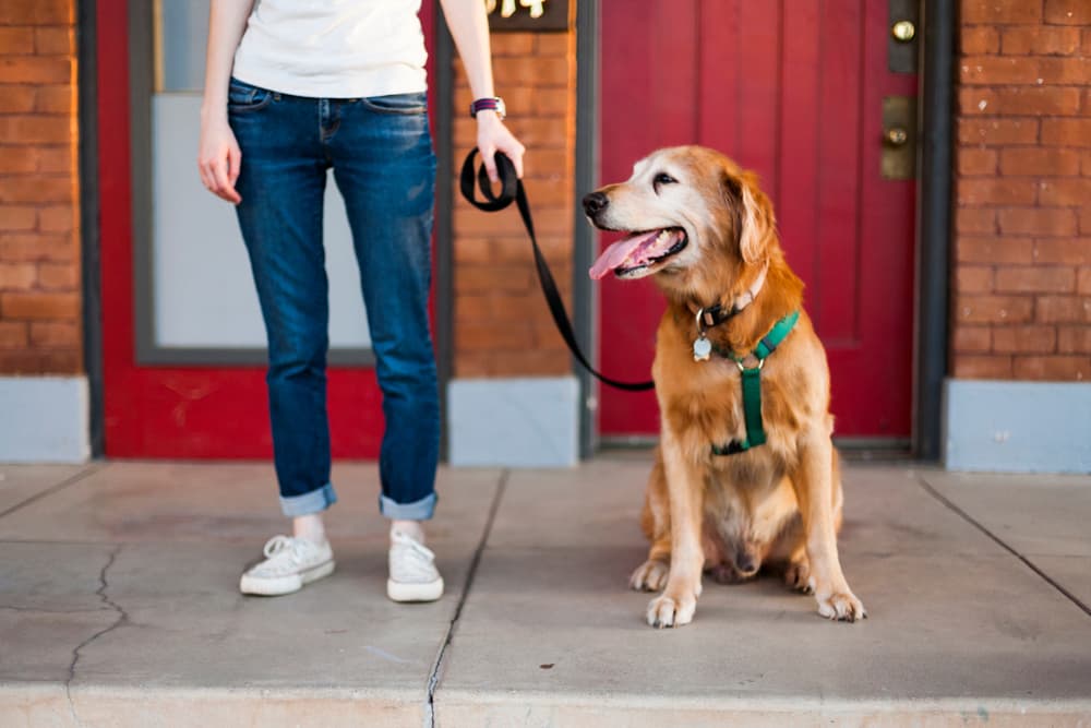 woman standing with dog with harness