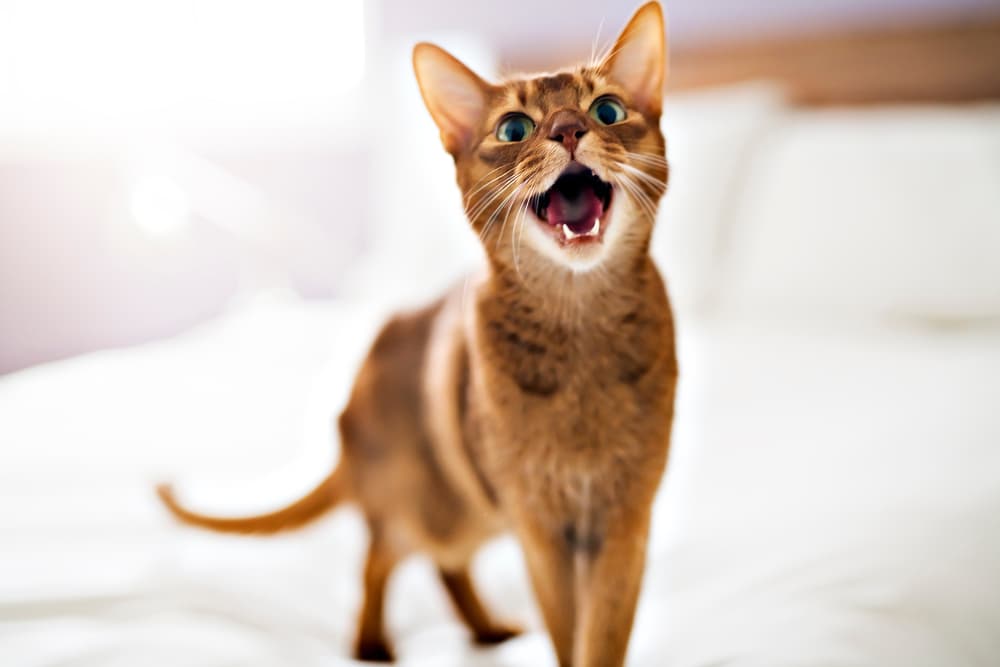 Happy cat on a bed