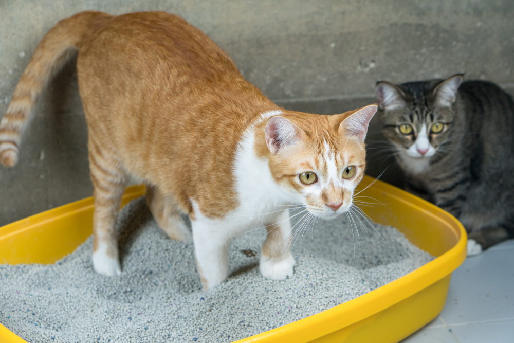 cat standing in litter box