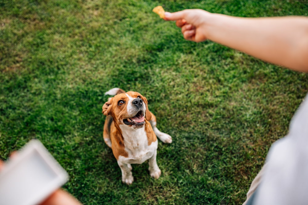 Dog getting a treat from a bag