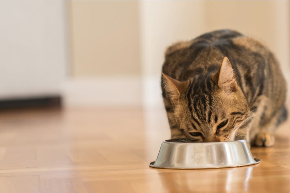 Cat eating from food bowl