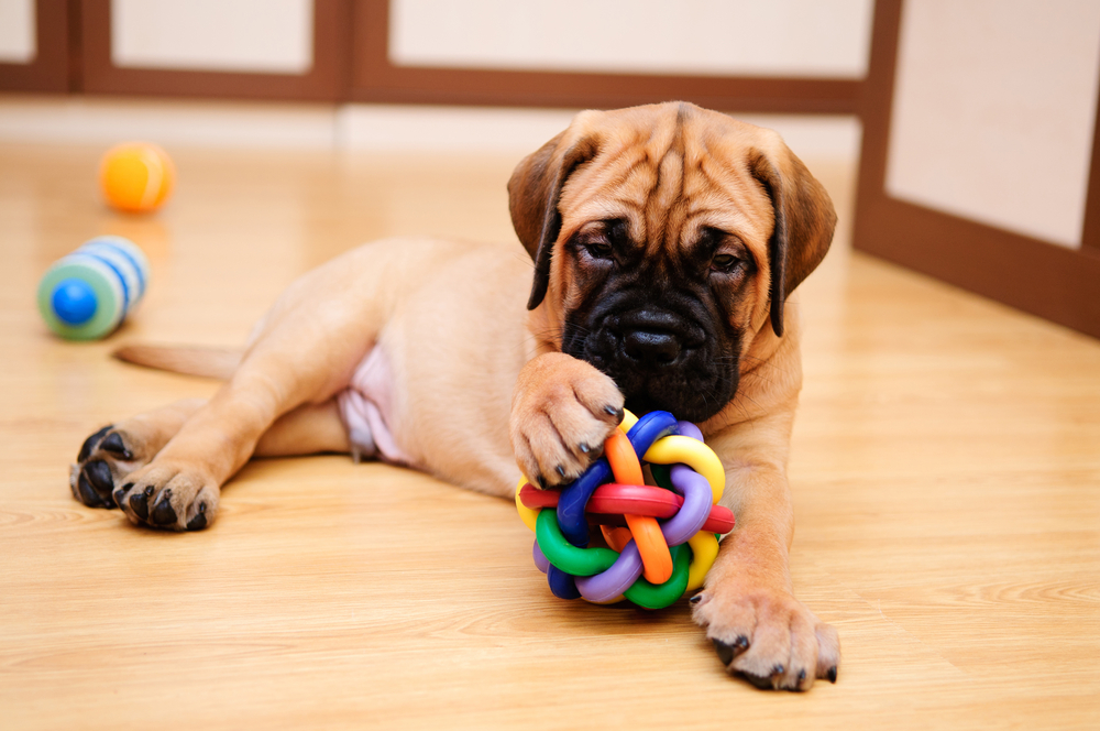 Meet 13 Flat-Faced Dog Breeds