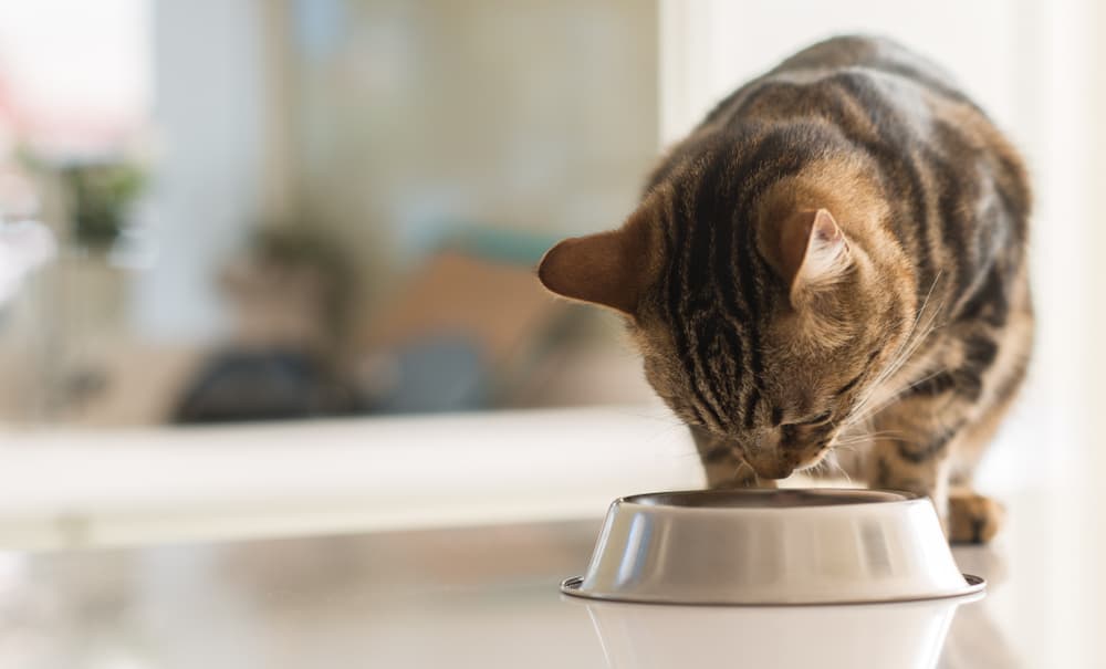 cat eating hairball control cat food